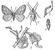 Зимовий п'ядун - значення слова, визначення слова, слово означає | VseslovA