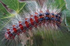 Непарний шовкопряд ( Ocneria dispar L.). Опис та заходи боротьби | ІАС  "Аграрії разом"