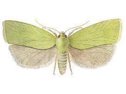 Листовертка зеленая дубовая | справочник Пестициды.ru