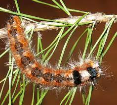 Шкідники не знають кордонів