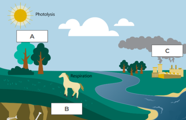 Nutrient Cycle