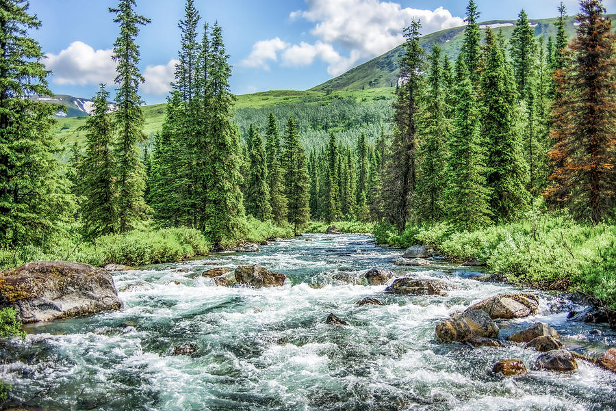 Вигляд тайги на Алясці