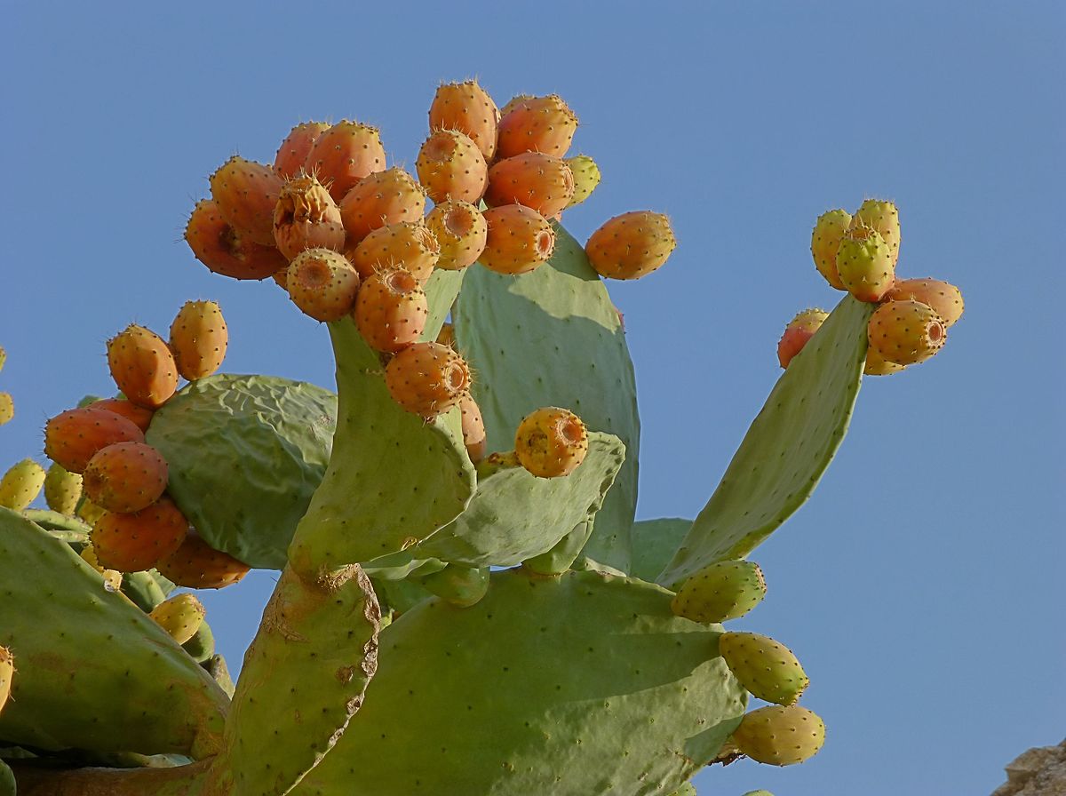 Опунция — Викицитатник