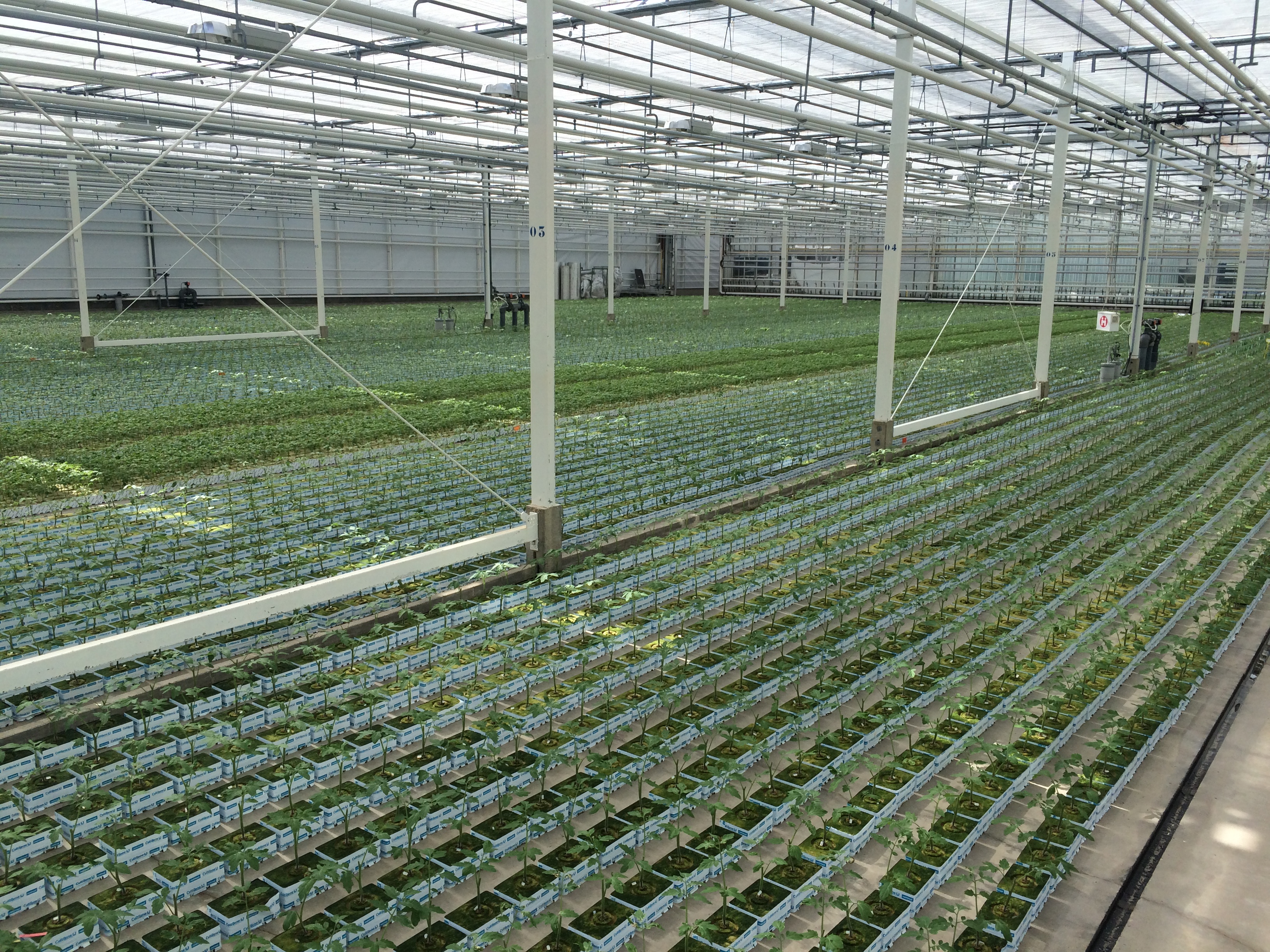 хрестовини