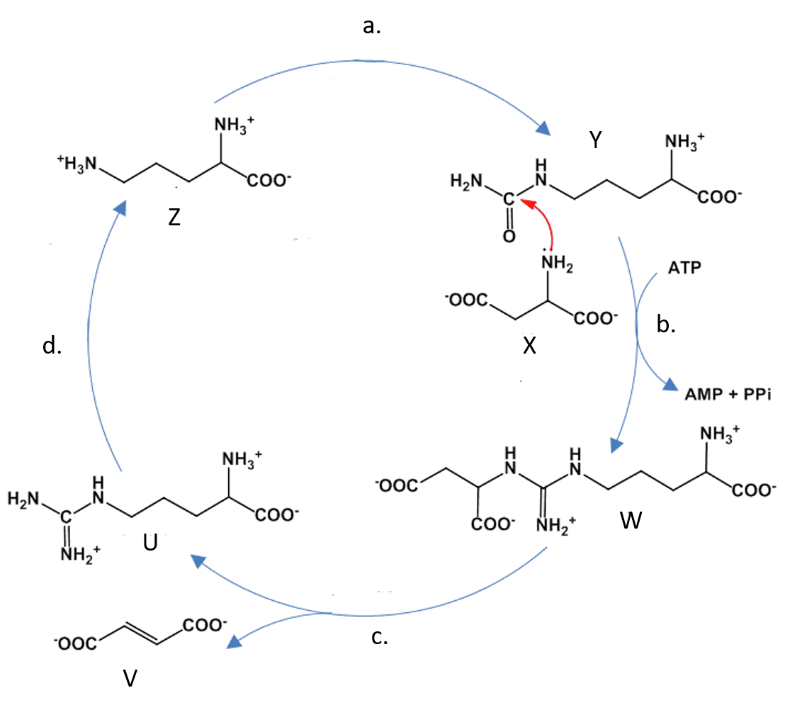Urea ciklas