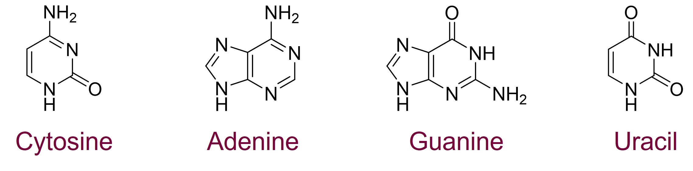 4nucleobases: cytosine, adenine, guanine, uracile
