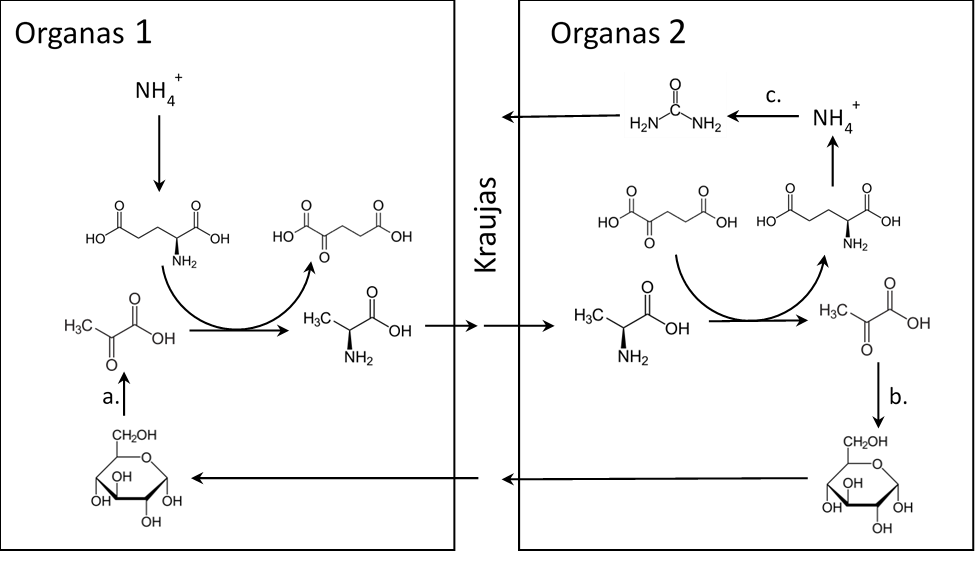 Schema