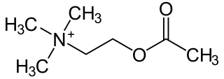 neurotransmiteris