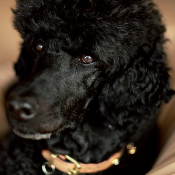 Харчування королівського пуделя Вія кормом для собак від BestPet