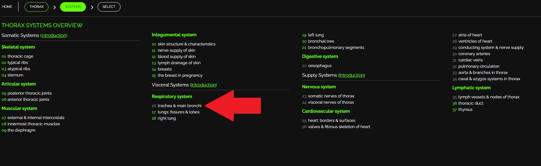 contents thorax anatomedia