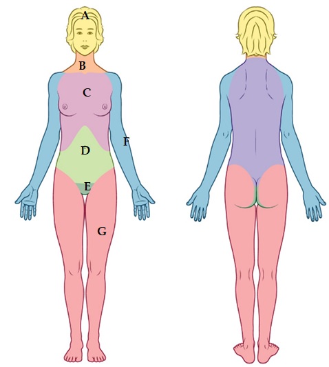 body regions