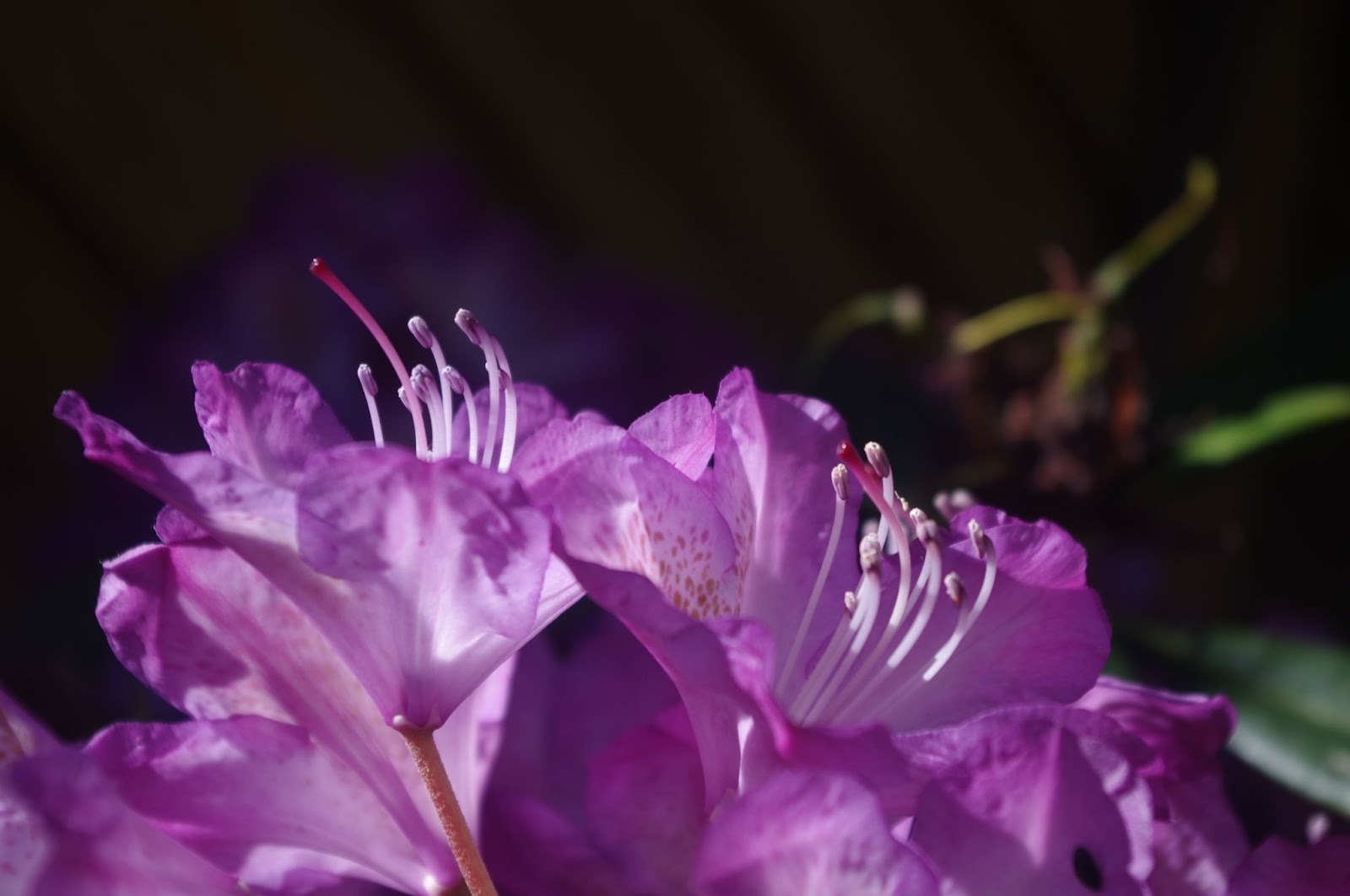 Rhododendron