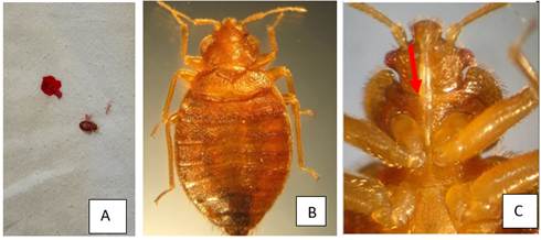 A picture containing arthropod

Description automatically generated