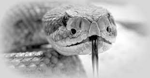 Diese 3 Regeln sind Gift für deinen Roman! - Schreiben und Leben