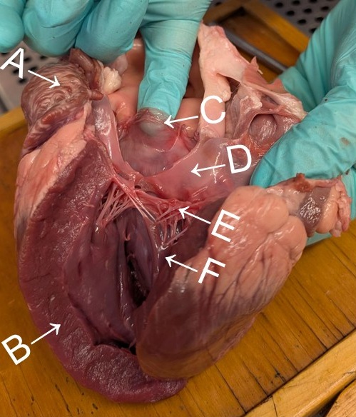 left ventricular aspect of dissected animal heart sample