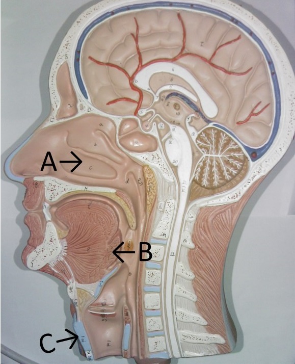 Midsagittal head model with labelled structures.