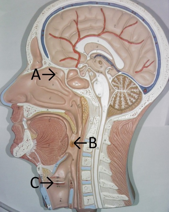 Midsagittal head model with labelled structures.