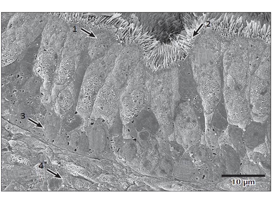 електронограма дих