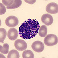 Oválná krevní buňka s tmavými granuly a jádrem. Granula vyplňují cytoplazmu.
