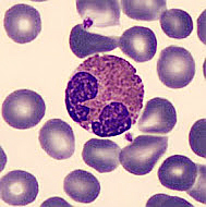 oválná buňka s červenými granuly a dvousegmentovým jádrem