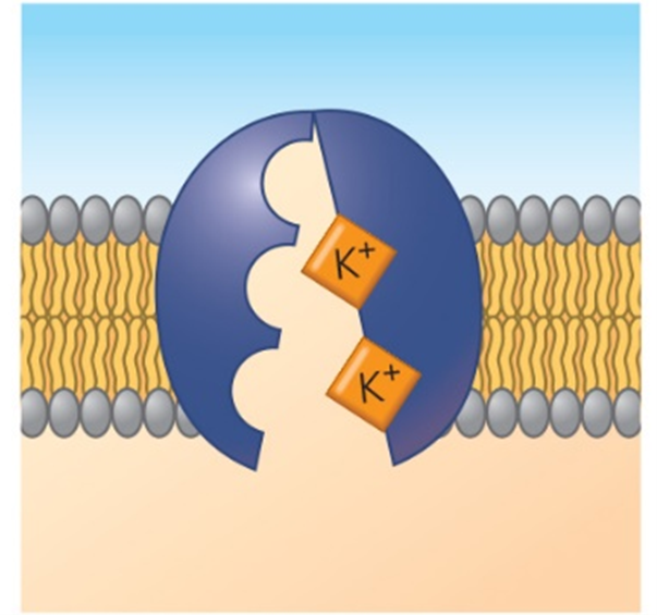 Potassium pumped into cell, against its concentration gradient. Sodium-potassium pump