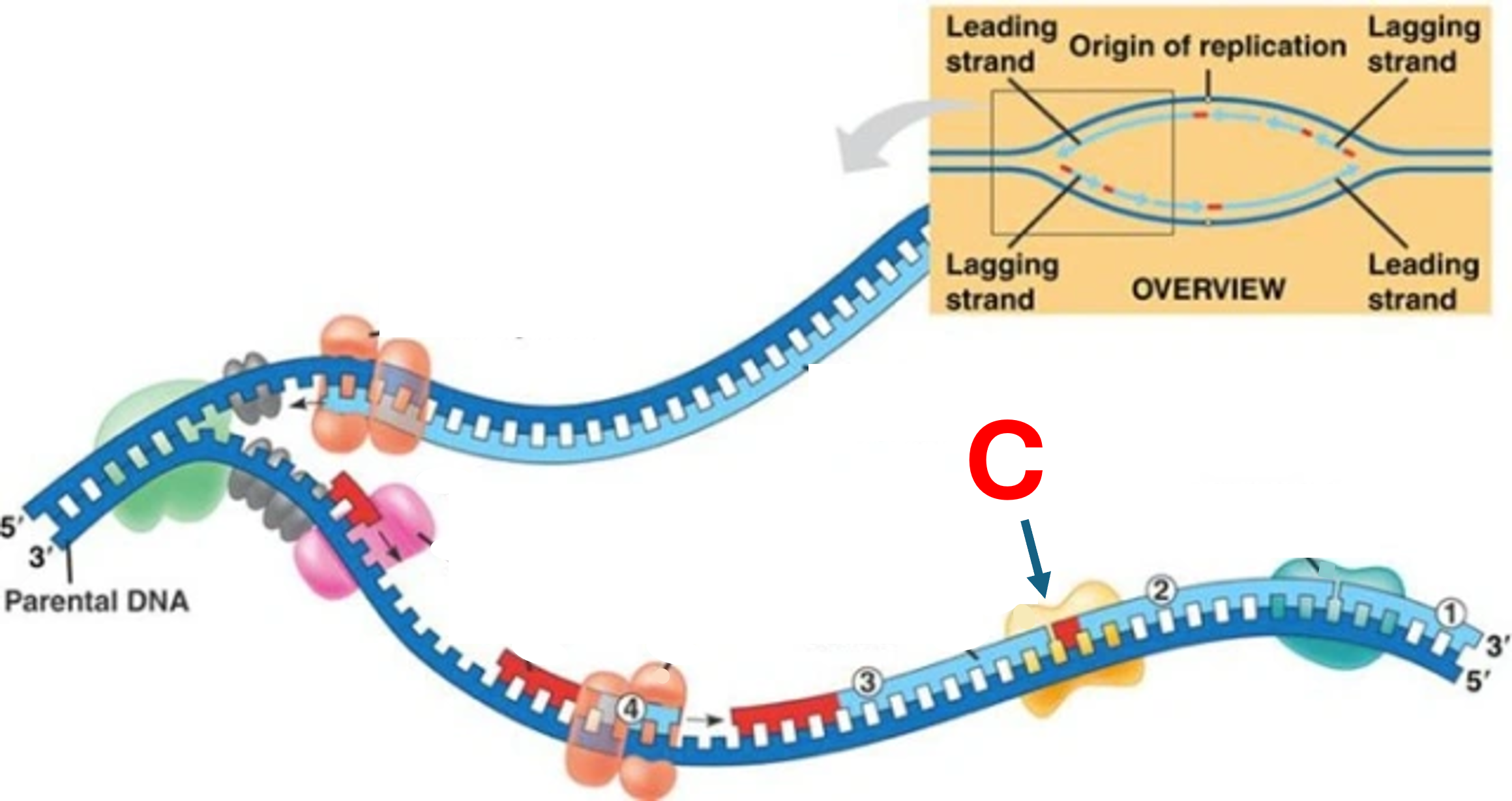 DNA Rep 3.3