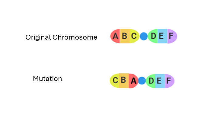 Mutation chromosomal 17.3