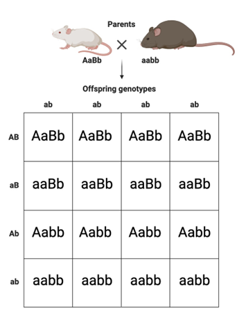 A white and gray rat with black text

AI-generated content may be incorrect.
