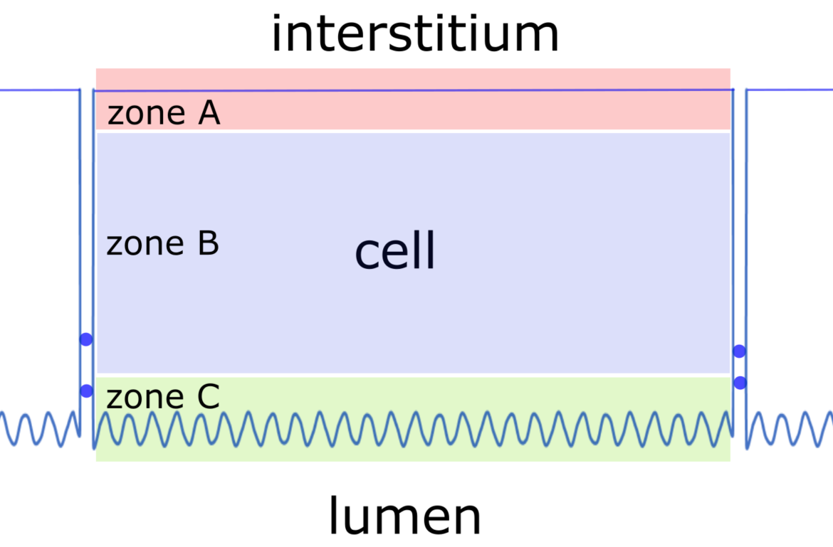zones of a principal cell