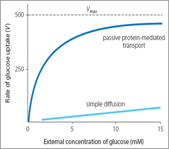 Facilitated diffusion, GLUT1 and glucose transport