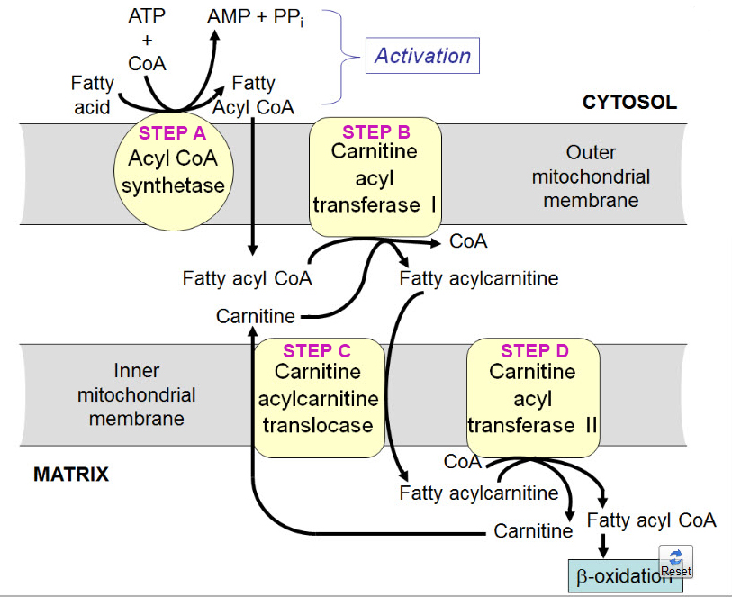 fatty acid oxidation