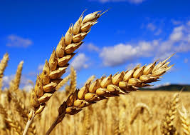 Crop Science | Magyarország - Szántóföldi növények