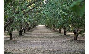 CA almond community announces almond orchard 2025 goals focused on growing  good | 2019-01-24 | Snack Food & Wholesale Bakery