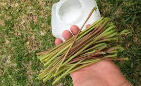 Grapevine Petiole Sampling | Virtual Viticulture Academy