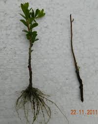 Resultado de imagen de estaca