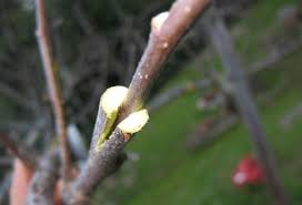 Resultado de imagen de injerto