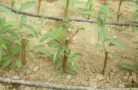 Resultado de imagen de estaquillado