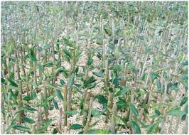 Resultado de imagen de estaquillado