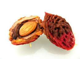 Resultado de imagen de semillas melocoton germinando