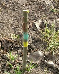 Resultado de imagen de planta a ojo dormido