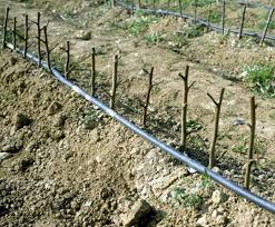 Resultado de imagen de estaquillado