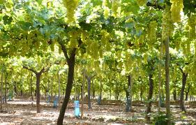 Resultado de imagen de parral vid