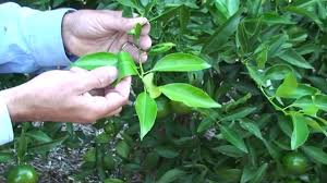 Citrus leaf analysis: Part 2 leaf sampling mandarins - YouTube