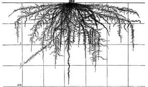 In depth info on vegetables roots with amazing diagrams. | Fleurs, Racines,  Arbre