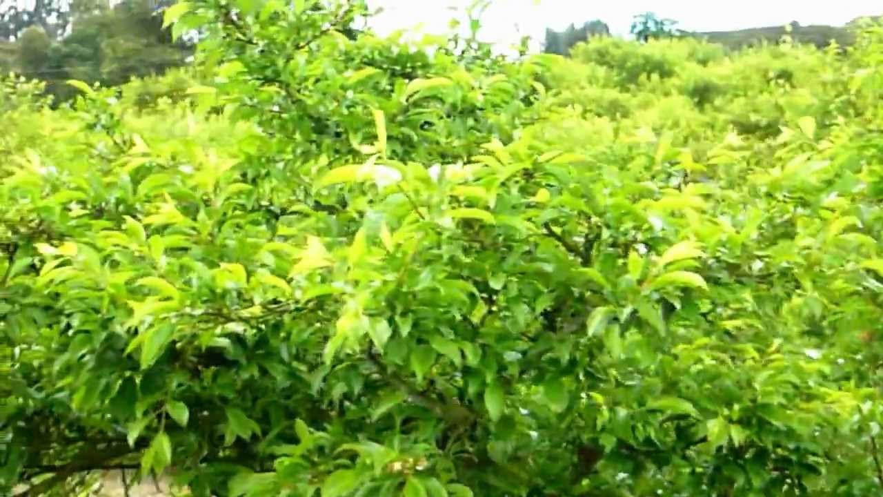 Resultado de imagen de plantacion ciruelo densidad