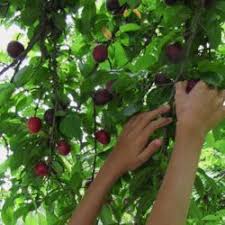 Resultado de imagen de problema iluminacion frutales