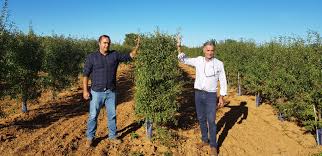 El almendro en seto autoenraizado: una nueva alternativa productiva para  los secanos - Horticultura