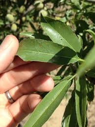 Leaf analysis and salinity monitoring - The Almond Doctor