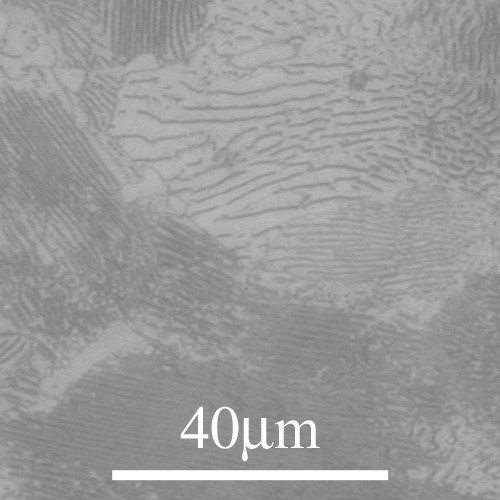 Eutectoid steel micrograph
