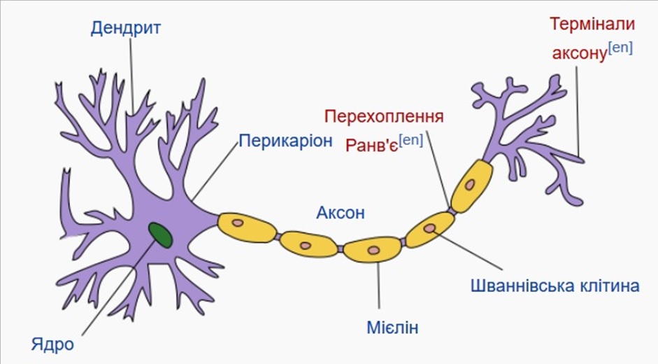 будова типового нейрона